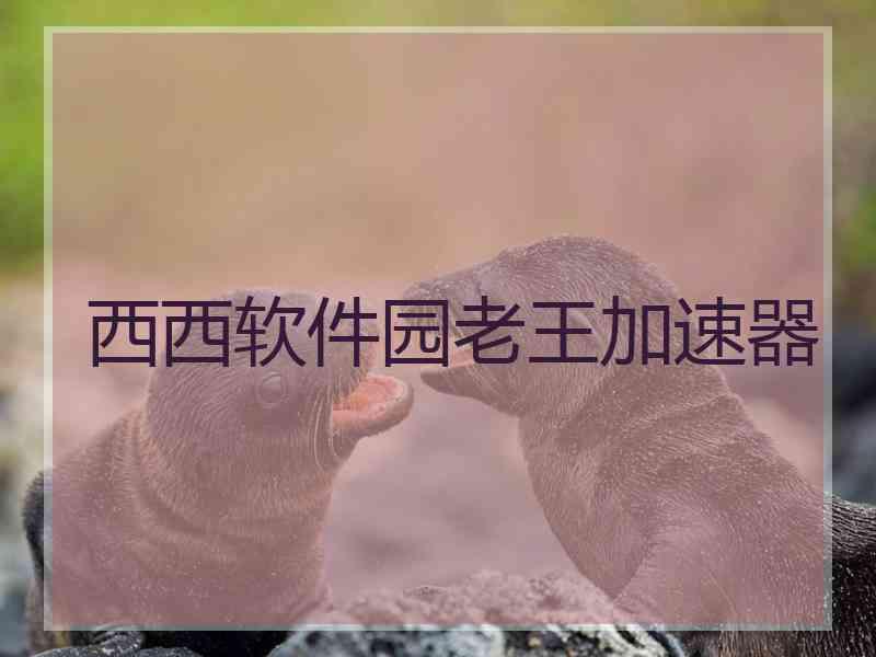西西软件园老王加速器