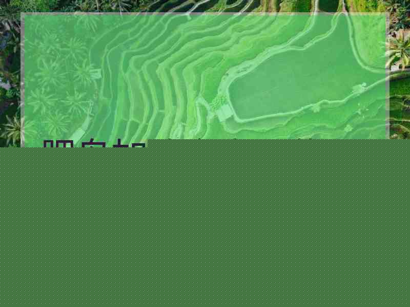 肥鸟加速安卓下载