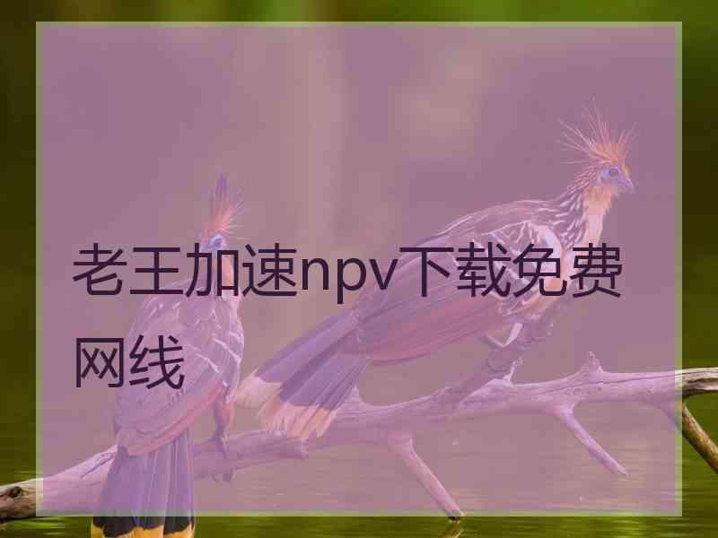 老王加速npv下载免费网线